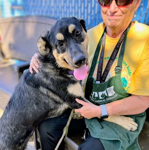 Photo of Willa, adoptable German Shepherd Dog in Oakland, California