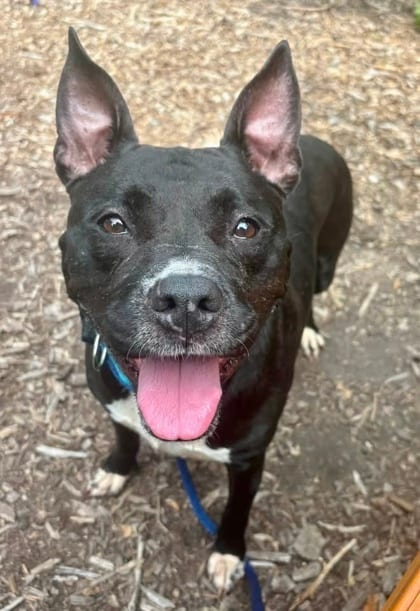 Photo of Morticia (Izzy), adoptable dog in Baltimore, Maryland