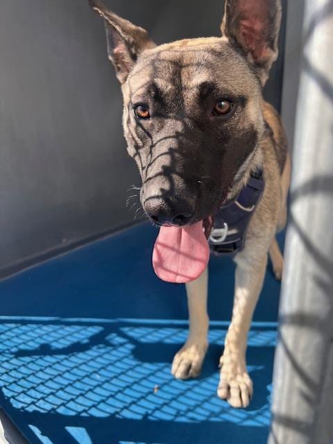 Photo of A171855, adoptable German Shepherd Dog in Bakersfield, California