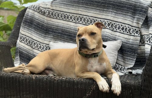Photo of Doc Watson, adoptable Terrier in Candler, North Carolina