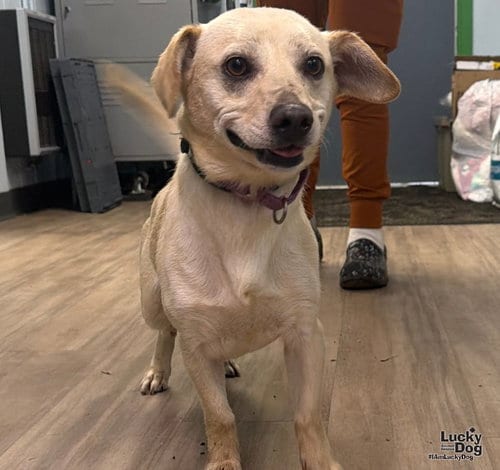 Photo of Cash, adoptable Labrador Retriever in Washington, District of Columbia