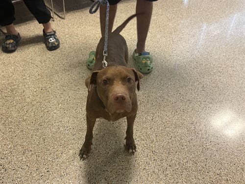 Photo of Roger, adoptable American Pit Bull Terrier in Miami, Florida