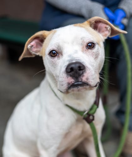 Photo of Roronoa, adoptable dog in Chamblee, Georgia
