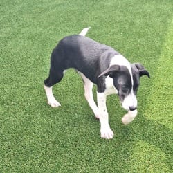 Photo of Noa Nanami 7338, adoptable Labrador Retriever Mixed Breed (Medium) in Loxahatchee, Florida