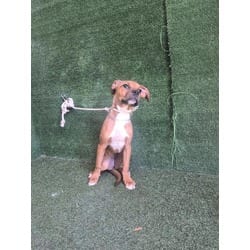 Photo of Jubilee, adoptable American Pit Bull Terrier Boxer in Lancaster, California