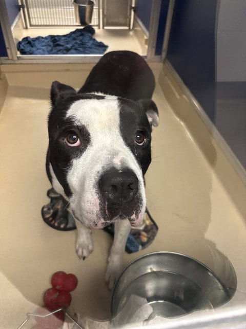 Photo of Bobby, adoptable American Bulldog in Miami, Florida