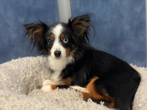 Photo of Nova, adoptable Australian Shepherd in Fort Collins, Colorado