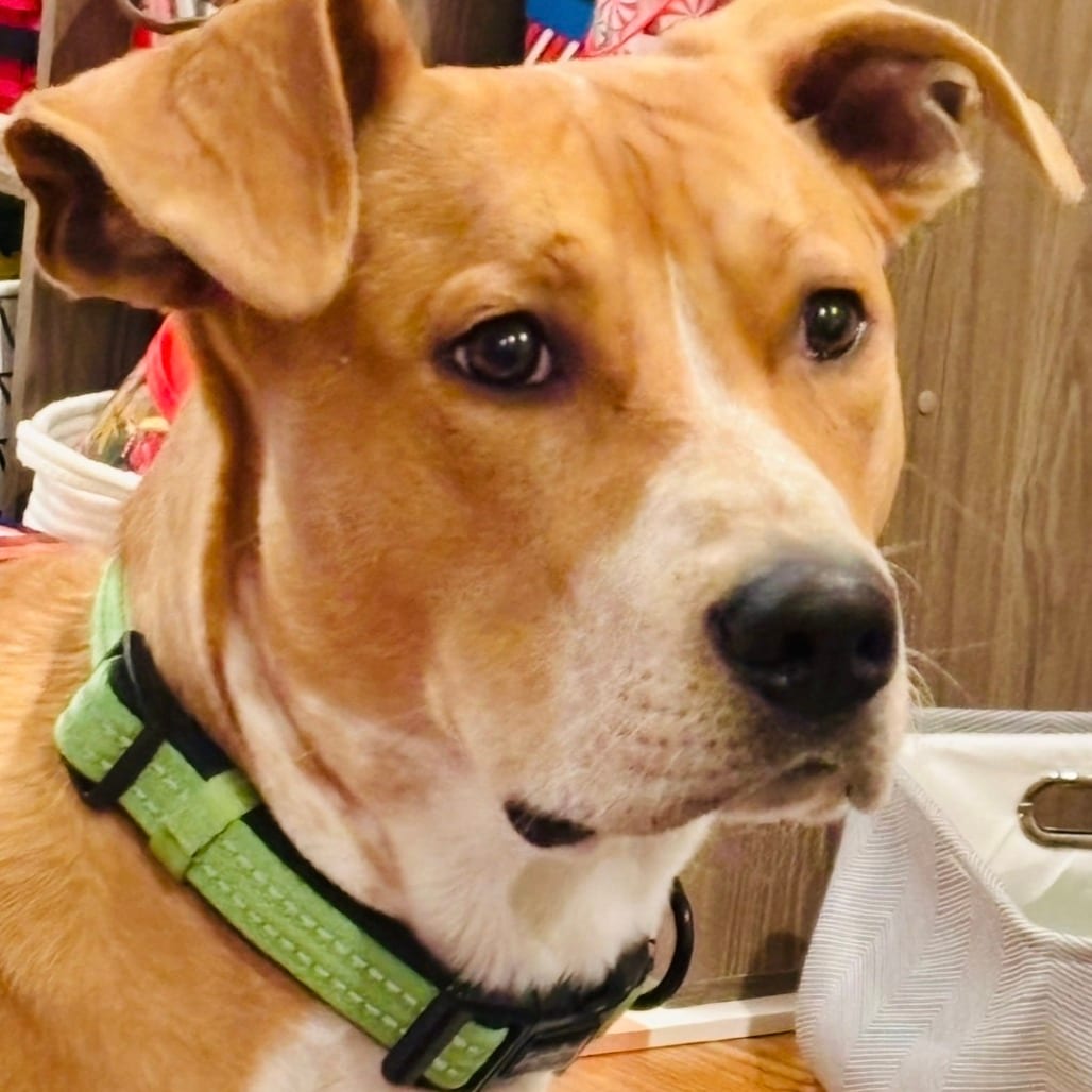 Photo of Remi, adoptable Mixed Breed (Medium) in Raleigh area, North Carolina