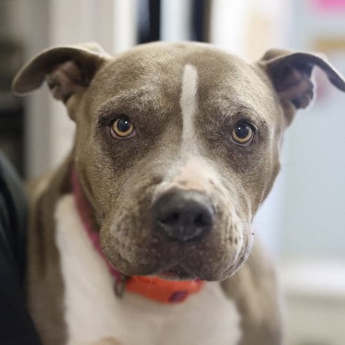 Photo of Girl, adoptable American Staffordshire Terrier in San Antonio, Texas