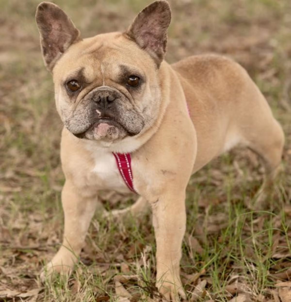 Photo of Georgia, adoptable French Bulldog in Branford, Connecticut