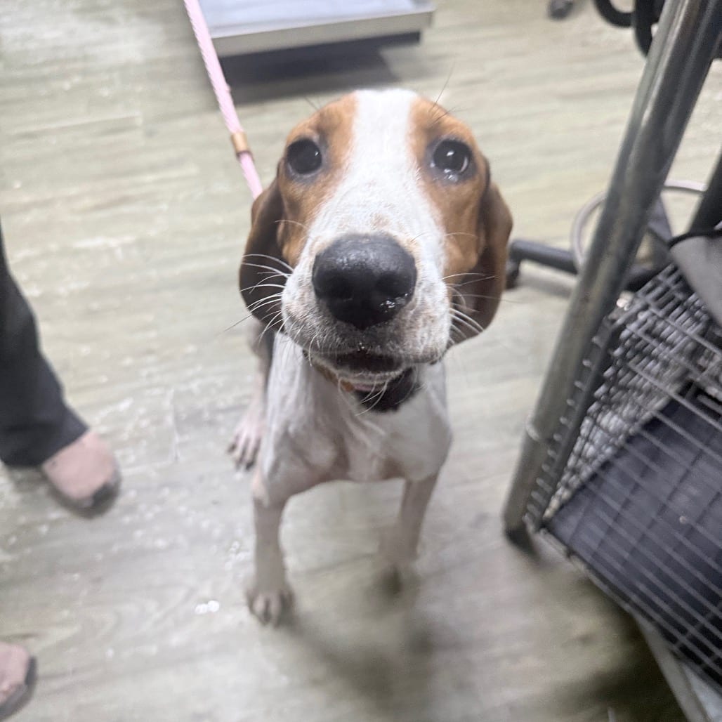 Photo of Mallory, adoptable Hound in Summerville, South Carolina