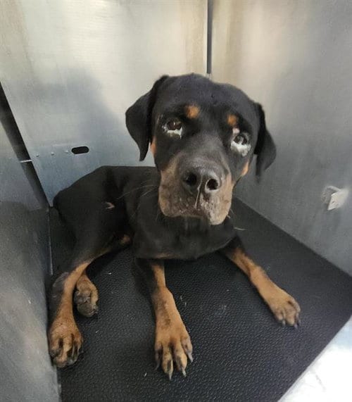Photo of Lola, adoptable Rottweiler in San Antonio, Texas