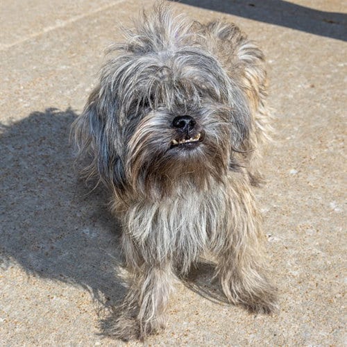 Photo of Frazzle, adoptable Yorkshire Terrier Yorkie in St Louis, Missouri