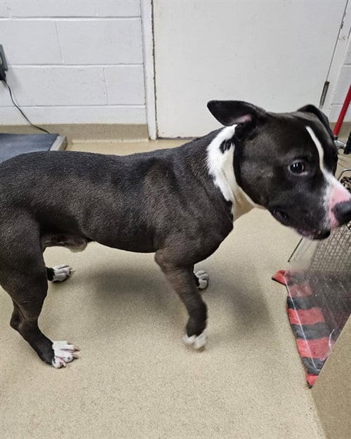 Photo of Cabin, adoptable Pit Bull Terrier in Easton, Maryland