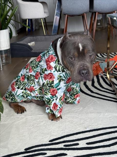 Photo of Charles, adoptable American Staffordshire Terrier in Houston, Texas