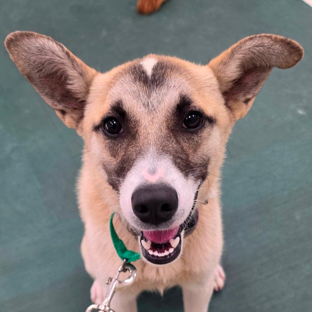 Photo of Lainey, adoptable Husky / Mixed Breed (Medium) in Grinnell, Iowa
