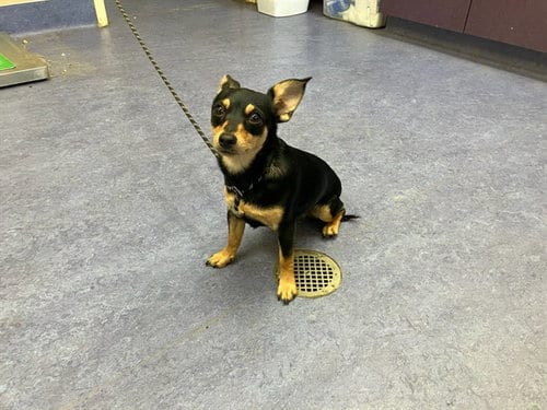 Photo of Fleur, adoptable Chihuahua in Lompoc, California