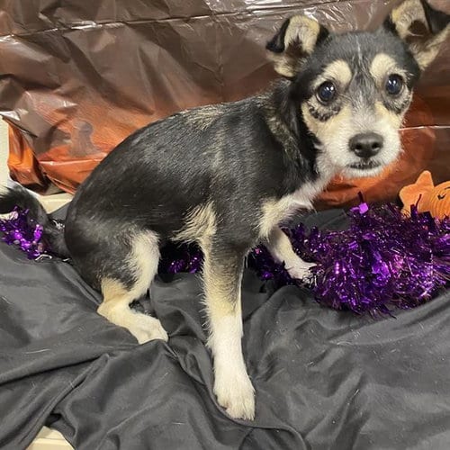 Photo of Kat, adoptable Chihuahua in Modesto, California