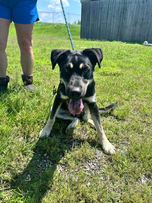 Photo of Owen, adoptable Terrier in Abbeville, Louisiana