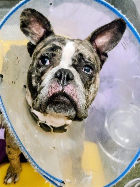 Photo of Caine, adoptable Bulldog in Houston, Texas