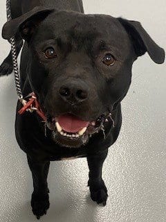 Photo of Shadow, adoptable Pit Bull Terrier in St. Cloud, Florida