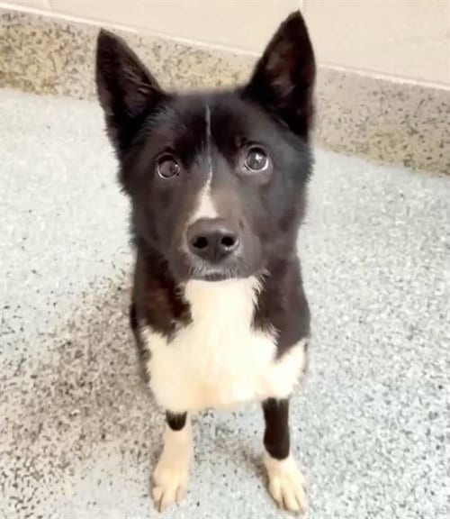 Photo of A663259, adoptable Border Collie in Houston, Texas