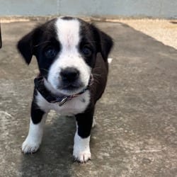Photo of Rigatoni 5029, adoptable Mixed Breed (Small) in Loxahatchee, Florida