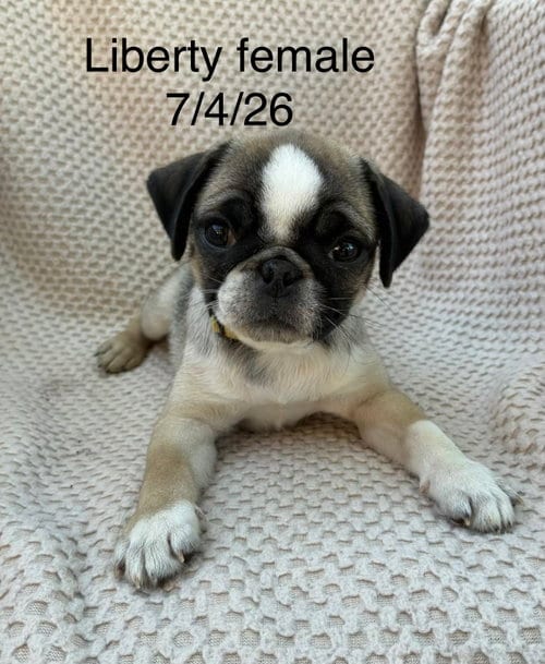Photo of Liberty (in foster), adoptable Pug in Pottstown, Pennsylvania