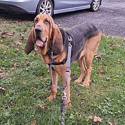 Photo of Copper, adoptable Bloodhound in Silver Spring, Maryland