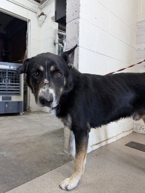 Photo of Lennox, adoptable German Shepherd Dog in San Bernardino, California