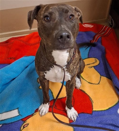 Photo of Zen, adoptable Pit Bull Terrier in Chula Vista, California