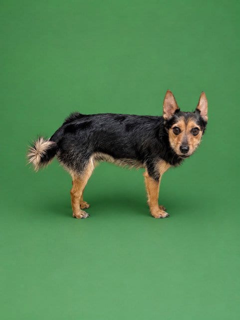 Photo of Toby, adoptable Yorkshire Terrier Yorkie in Miami, Florida
