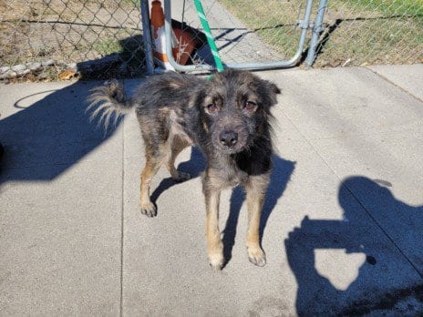 Photo of Alfie, adoptable Pomeranian in San Pedro, California