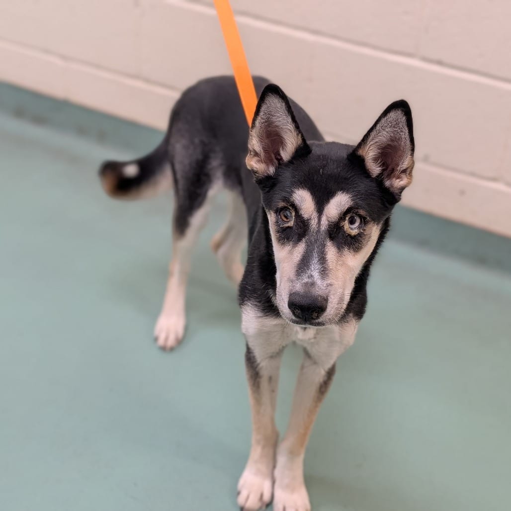 Photo of Jamie, adoptable dog