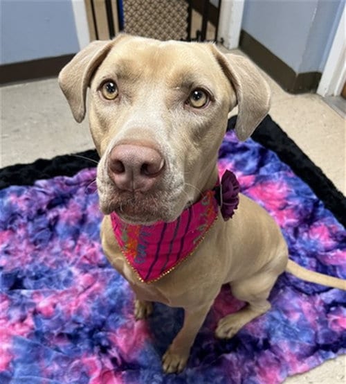 Photo of Pebbles, adoptable Pit Bull Terrier in Killeen, Texas