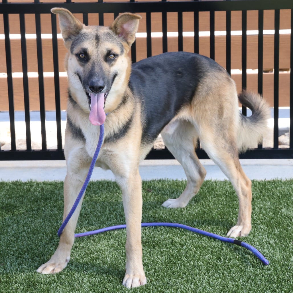 Photo of Forrest, adoptable Shepherd, German in Spartanburg, South Carolina