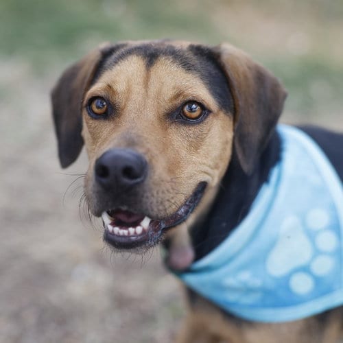 Photo of Briggs, adoptable Hound in San Antonio, Texas