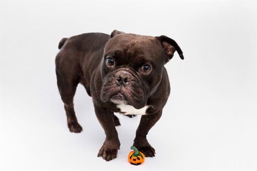 Photo of Seux, adoptable French Bulldog in Ft Lauderdale, Florida