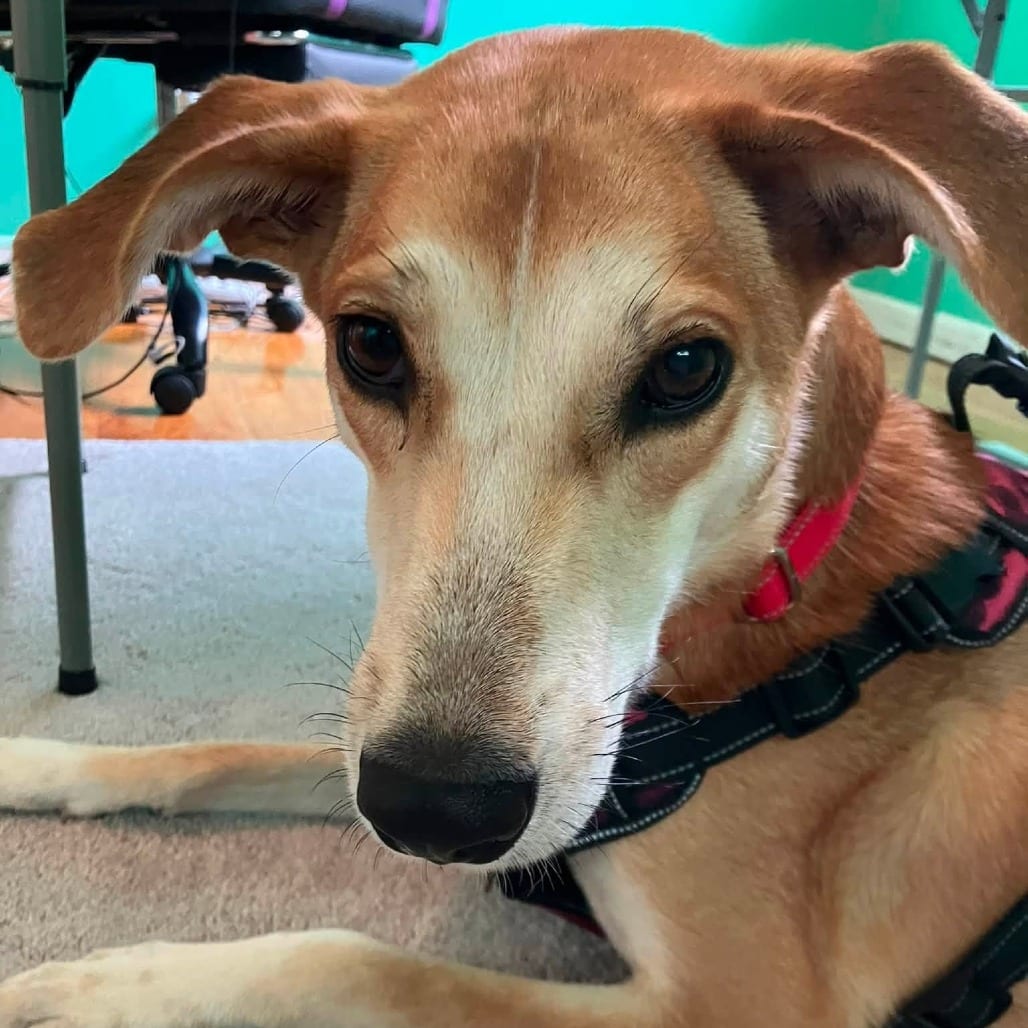 Photo of Ellipsis (Punctuation Pup), adoptable Mixed Breed (Medium) in St. Louis, Missouri
