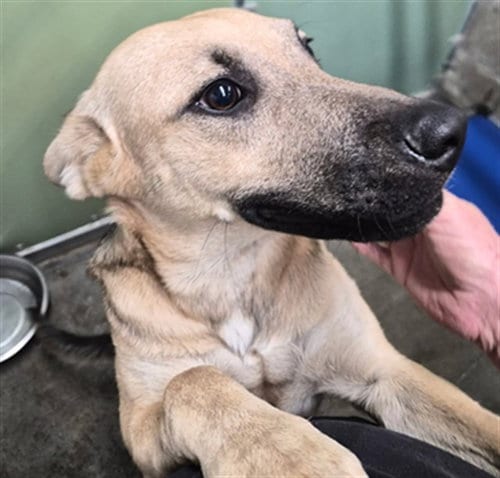 Photo of Sarge, adoptable German Shepherd Dog in Lake Isabella, California