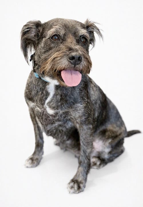 Photo of Jasmine, adoptable Schnauzer in Phoenix, Arizona