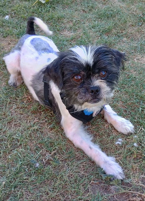 Photo of Pearce, adoptable Shih Tzu in Visalia, California