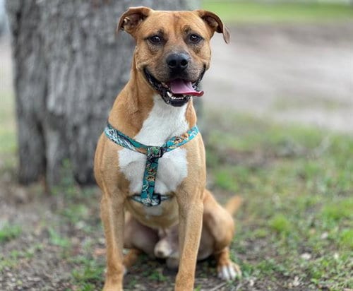 Photo of Boots, adoptable Pit Bull Terrier in St. Cloud, Florida