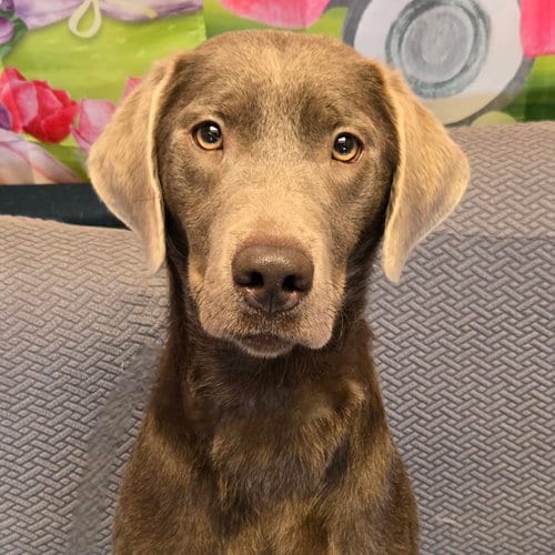 Photo of Brownie, adoptable Labrador Retriever in Normal, Illinois