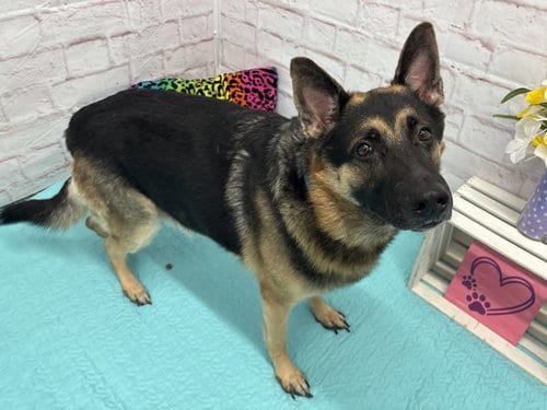 Photo of Sir Caesar Von Wilson, adoptable German Shepherd Dog in Detroit, Michigan