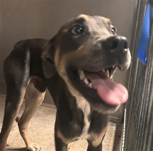 Photo of Manuel, adoptable Pit Bull Terrier in San Bernardino, California