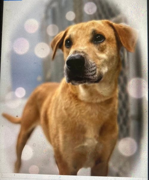 Photo of Oliver (in foster), adoptable Labrador Retriever in Pottstown, Pennsylvania
