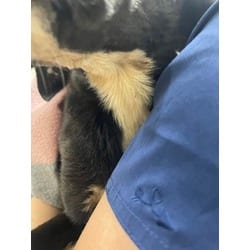Photo of Soda Pop, adoptable Mixed Breed (Medium) in Baton Rouge, Louisiana
