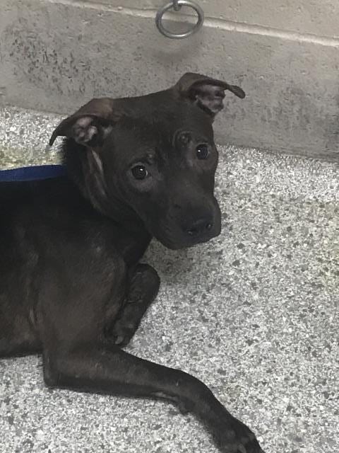 Photo of Edie, adoptable Pit Bull Terrier in Conroe, Texas