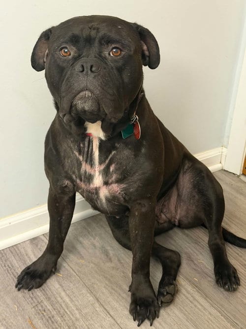 Photo of Dolly, adoptable American Bulldog in Clarkston, Michigan